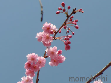 ブログ用桜.jpg