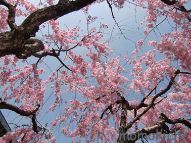 ブログ用桜②.jpg
